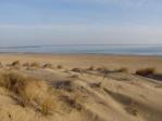 Le dune fronte pineta